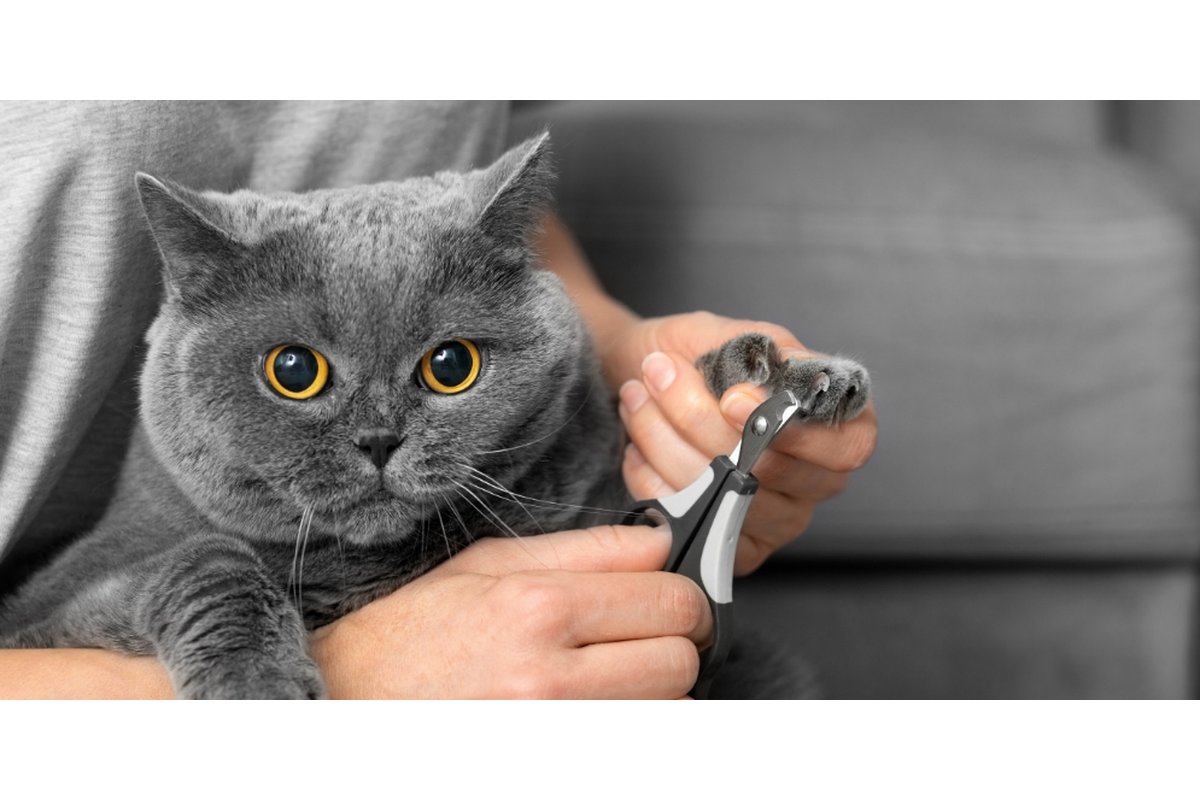 [Toelettatore taglia le unghie di un gatto con delicatezza e attenzione.]