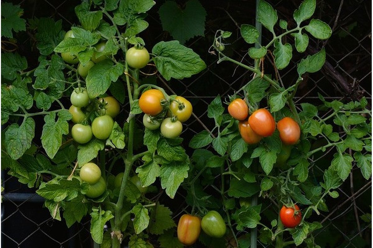 Barattoli di vetro con verdure estive sott'olio su un tavolo di legno.