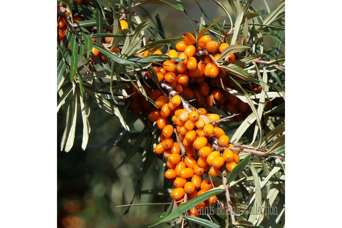 Bacche di olivello spinoso su un ramo con foglie verdi.