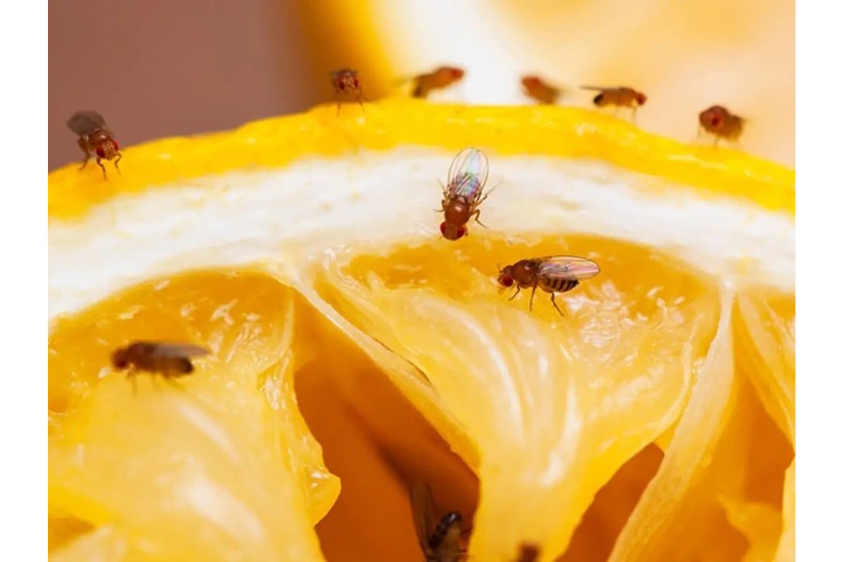 Mosca della frutta su un pezzo di frutta matura in cucina.