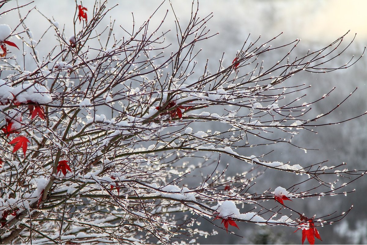 Neve accumulata sui rami di un albero in un paesaggio invernale.
