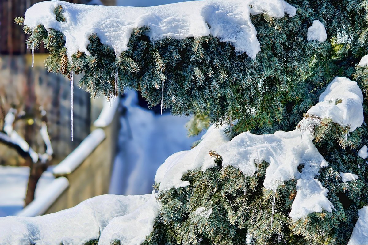 Albero innevato con rami carichi di neve fresca in un bosco invernale.