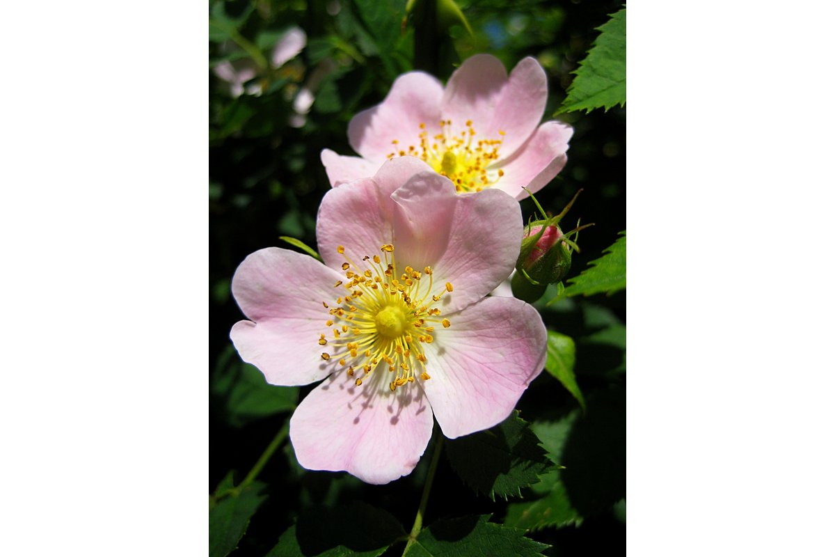 Bacche di rosa canina su un cespuglio verde